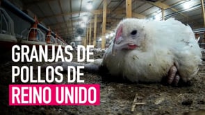 Dentro de las granjas de pollos del Reino Unido