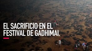 El sacrificio animal en el Festival de Gadhimai  Investigación 2019