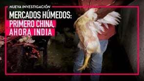 MERCADOS HÚMEDOS PRIMERO CHINA, AHORA INDIA