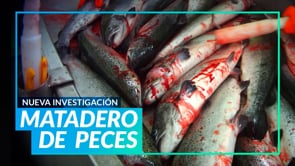 MATADERO DE PECES  Investigación pionera en Reino Unido