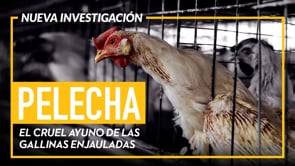 El cruel ayuno no intermitente de las gallinas