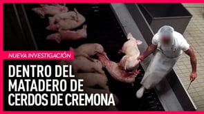 Video SHOCK Dentro del matadero de cerdos de Cremona