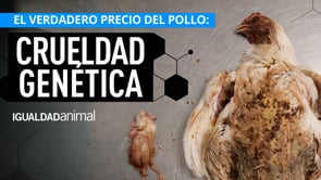 Crueldad genética investigación sobre el sufrimiento de los pollos en las granjas italianas