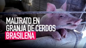 Investigación de Igualdad Animal muestra el maltrato en una granja de cerdos en Brasil