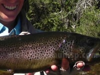 Another big brown rises for a dry fly - Sight fishing in Northen Patagonia Argentina