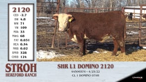 Lot #2120 - SHR L1 DOMINO 2120