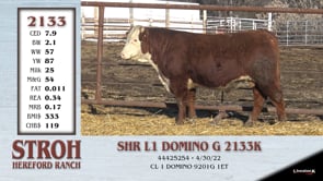 Lot #2133 - SHR L1 DOMINO G 2133K