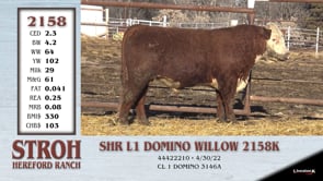 Lot #2158 - SHR L1 DOMINO WILLOW 2158K