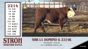 Lot #2214 - SHR L1 DOMINO G 2214K