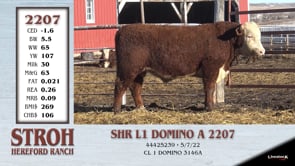 Lot #2207 - SHR L1 DOMINO A 2207