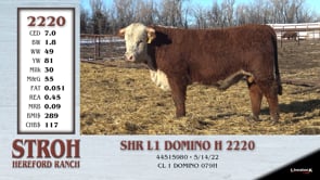 Lot #2220 - SHR L1 DOMINO H 2220