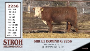 Lot #2236 - SHR L1 DOMINO G 2236