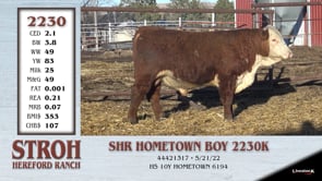 Lot #2230 - SHR HOMETOWN BOY 2230K