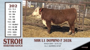 Lot #202 - SHR L1 DOMINO F 202K