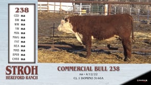 Lot #238 - COMMERCIAL BULL