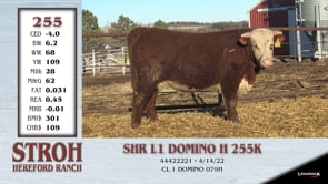Lot #255 - SHR L1 DOMINO H 255K