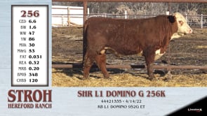 Lot #256 - SHR L1 DOMINO G 256K