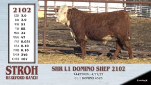 Lot #2102 - SHR L1 DOMINO SHEP 2102