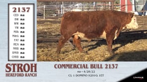 Lot #2137 - COMMERCIAL BULL