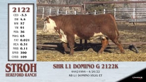 Lot #2122 - SHR L1 DOMINO G 2122K