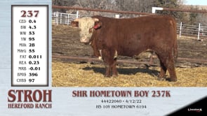 Lot #237 - SHR HOMETOWN BOY 237K