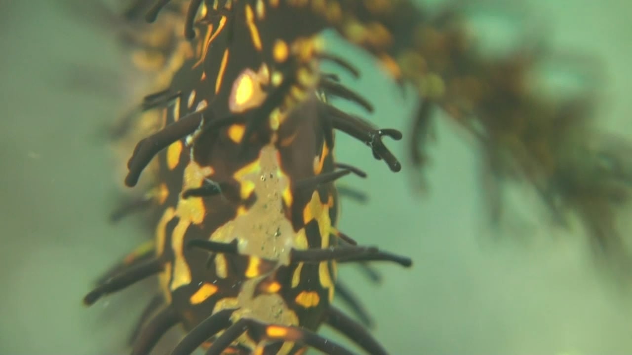 Ornate Ghost Pipefish with Eggs