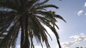 CABN X Seppeltsfield