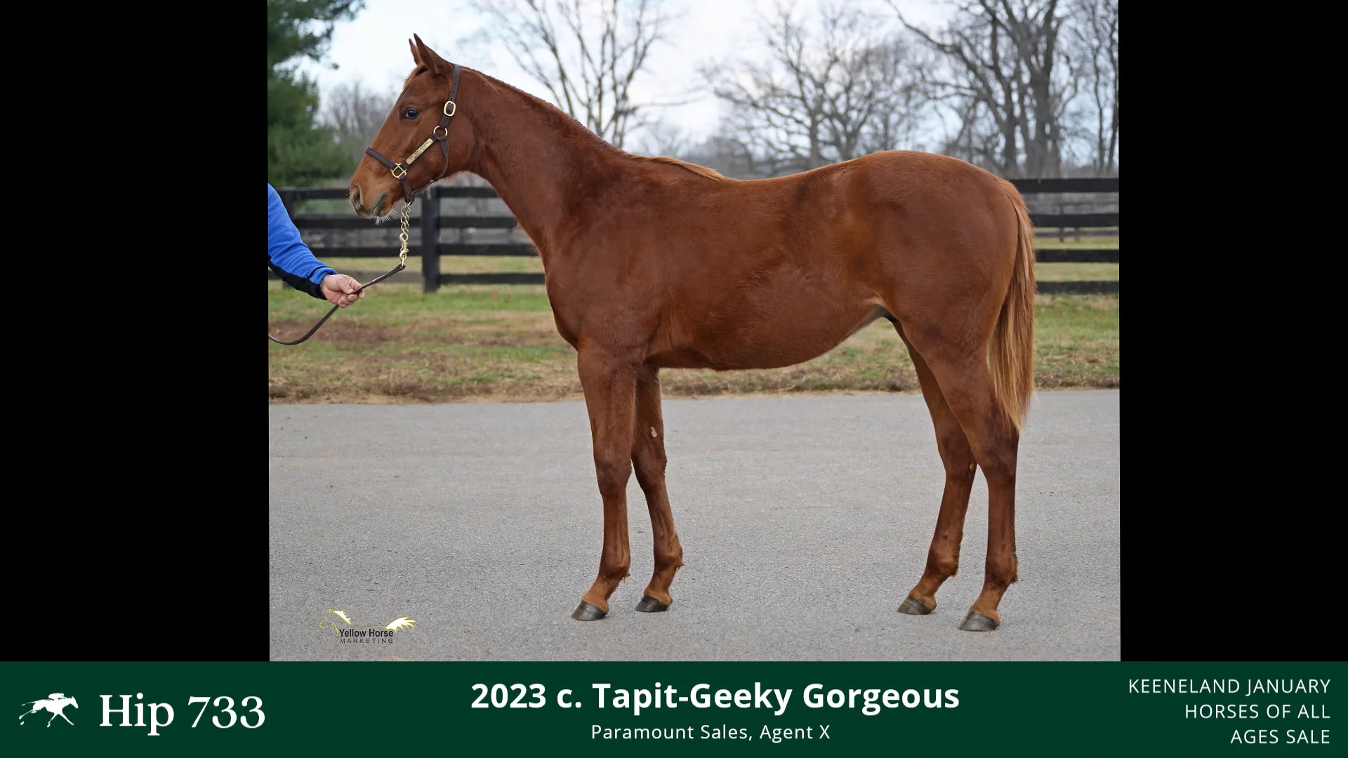 2024 Keeneland January Sale Hip 733 Tapit x Geeky '23 colt