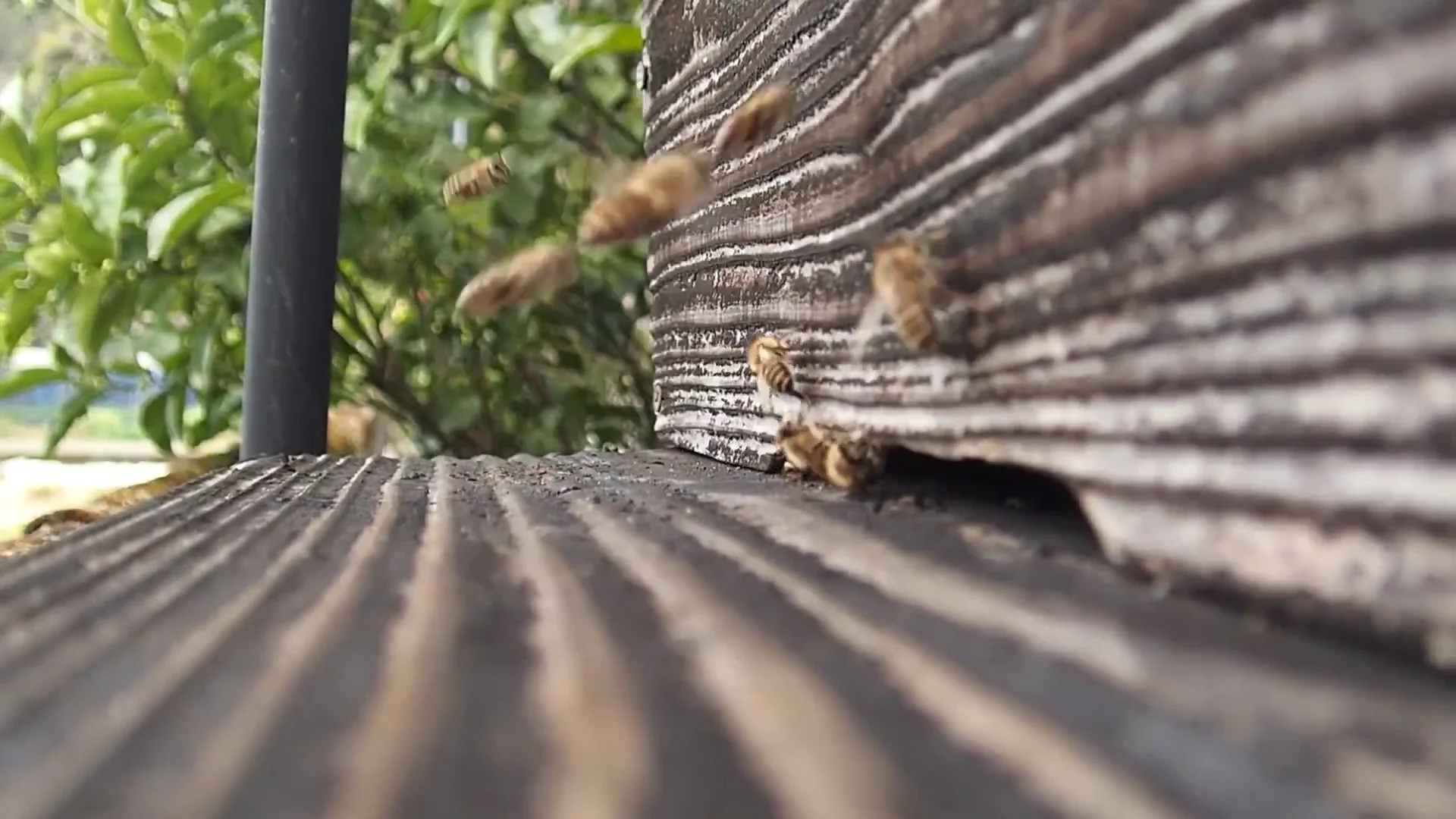 分蜂群 第1弾がやってきた | Sakanayama Lab