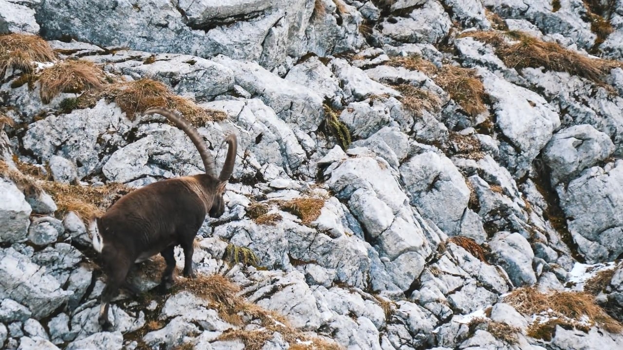 Ibex on the edge
