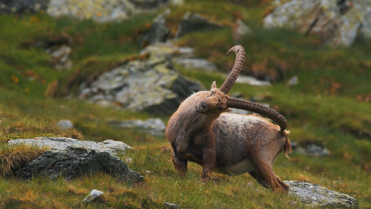 Alpine Ibex