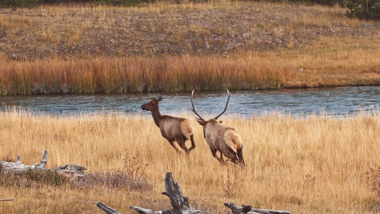 Elk bull chasing