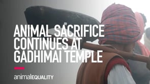 INVESTIGATION Animal Sacrifices Continue at the Gadhimai Temple