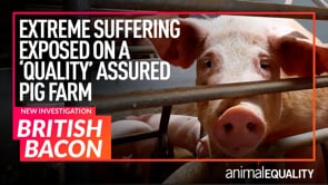 Animal Equality Investigation Pigs Hammered to Death on High Welfare UK Farm