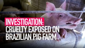 INVESTIGATION Animal Equality Reveals Cruelty on Brazilian Pig Farm