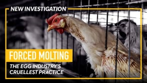 INVESTIGATION The Egg Industry’s Cruel Practice of Forced Molting