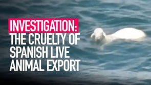 INVESTIGATION The Cruelty of Spanish Animal Export Exposed