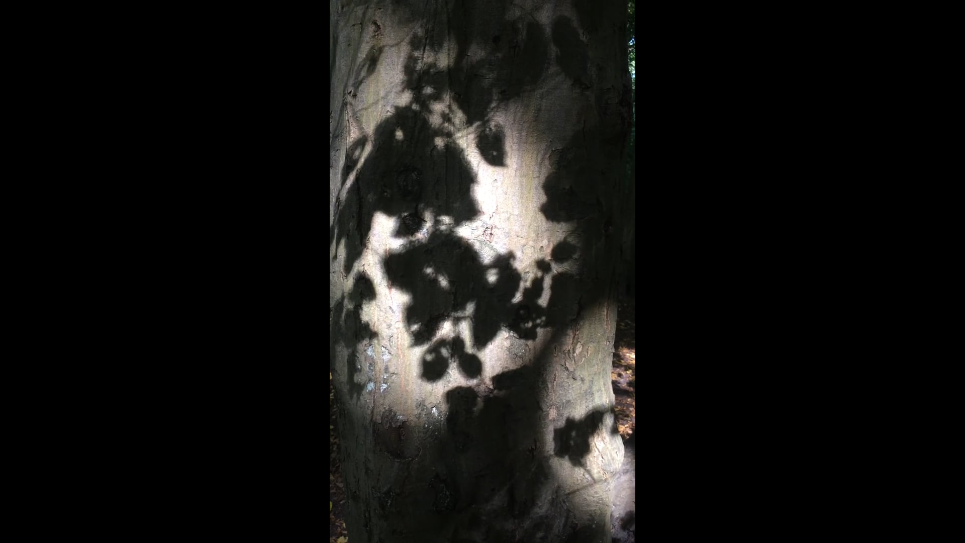 shadow projections, Highgate Wood, London, UK