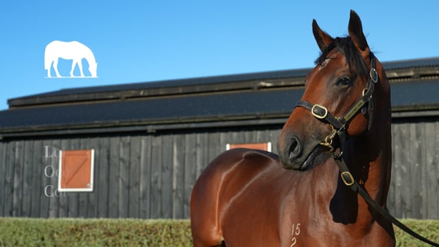 Lot 369
