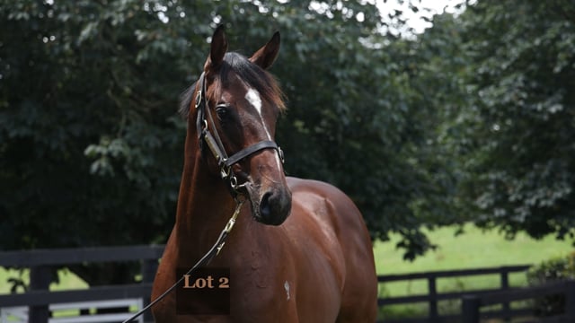 Lot 254