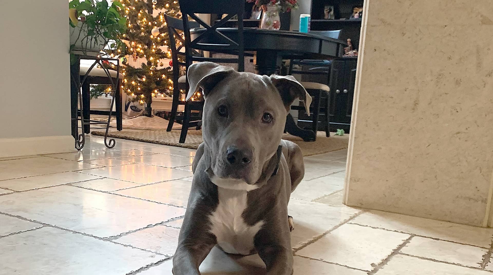 barking-at-visitors-on-vimeo