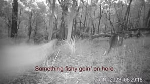 The Curious Kangaroo