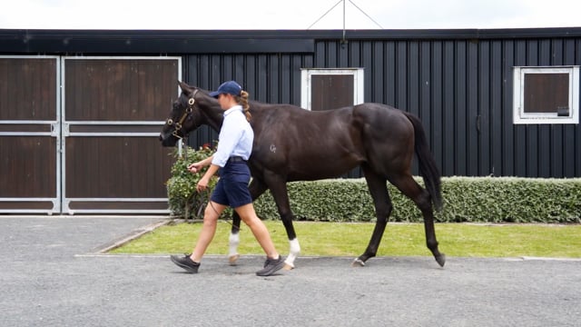 Lot 339