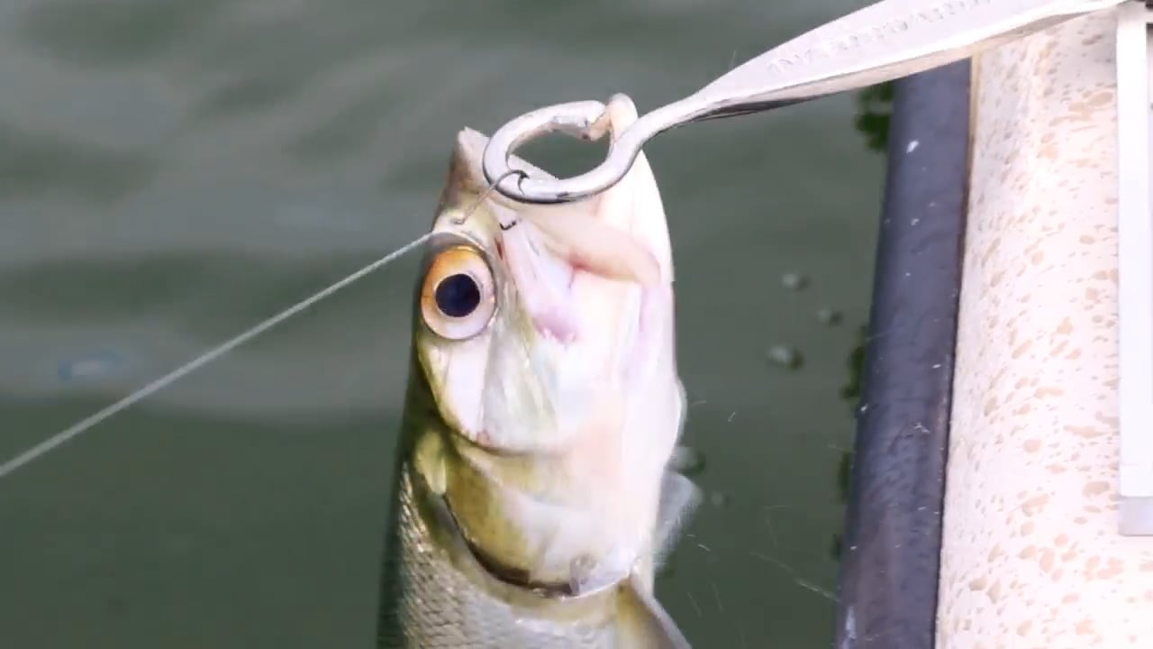 How To Safely Hold & Unhook Catfish Without Pliers [VIDEO]