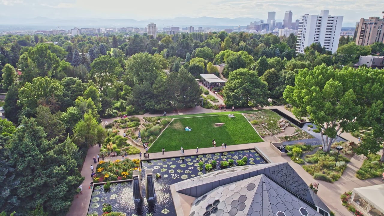 Diamond Rose — Opening Frame