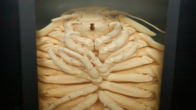 Die größte Krebstier-Sammlung Deutschlands