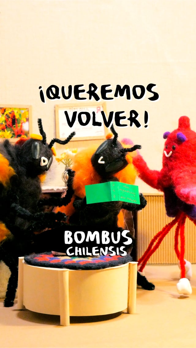 Bombus Chilensis - ¡Segunda temporada!