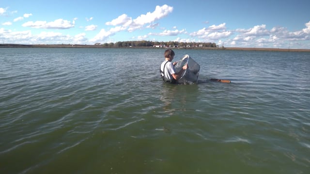 Minnow Trapping SAE