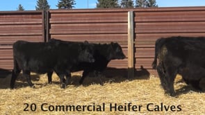 Lot #44 - Commercial Heifer Calves