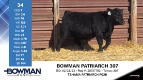 Lot #34 - BOWMAN PATRIARCH 307